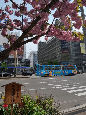 「ススキノの桜と市電」 