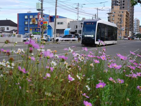 「コスモスとシリウス」 