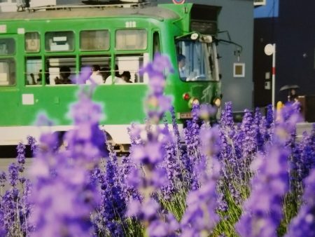 「ラベンダーの香る頃」 